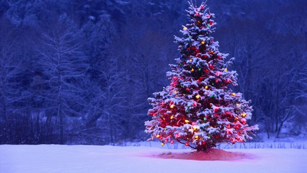 Decorated-Christmas-Tree